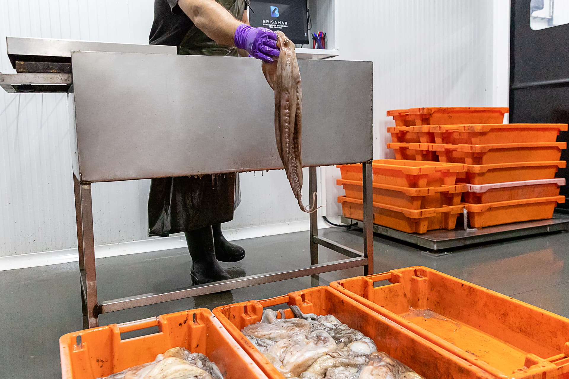Operario manipulando pulpo fresco en instalaciones Brisamar