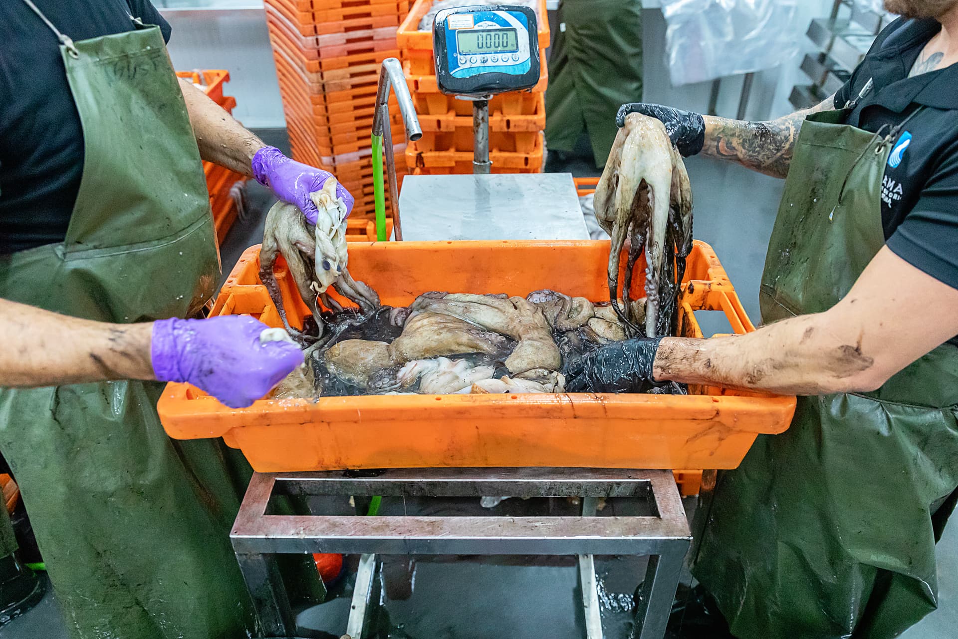 Dos operarios con caja naranja de pulpo fresco recibido