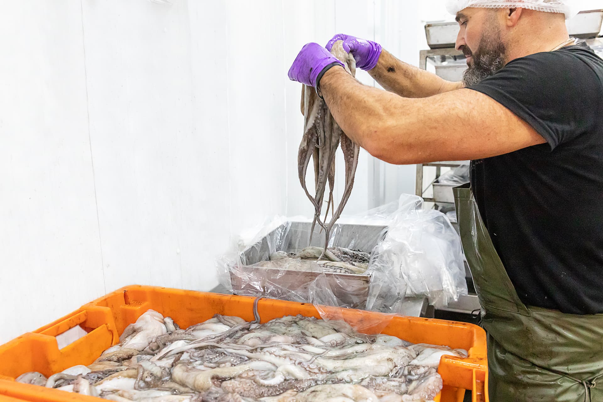 Operario seleccionando pulpo eviscerado para envasado