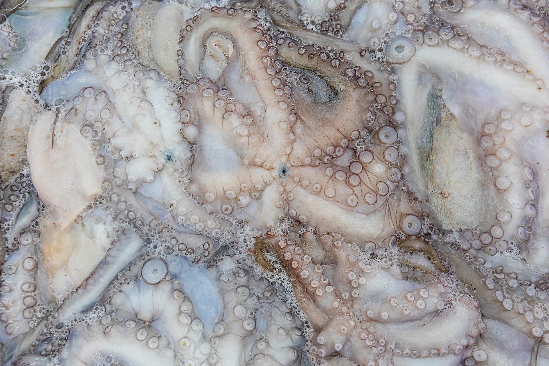 Vista cenital de pulpos en agua durante el proceso de batido