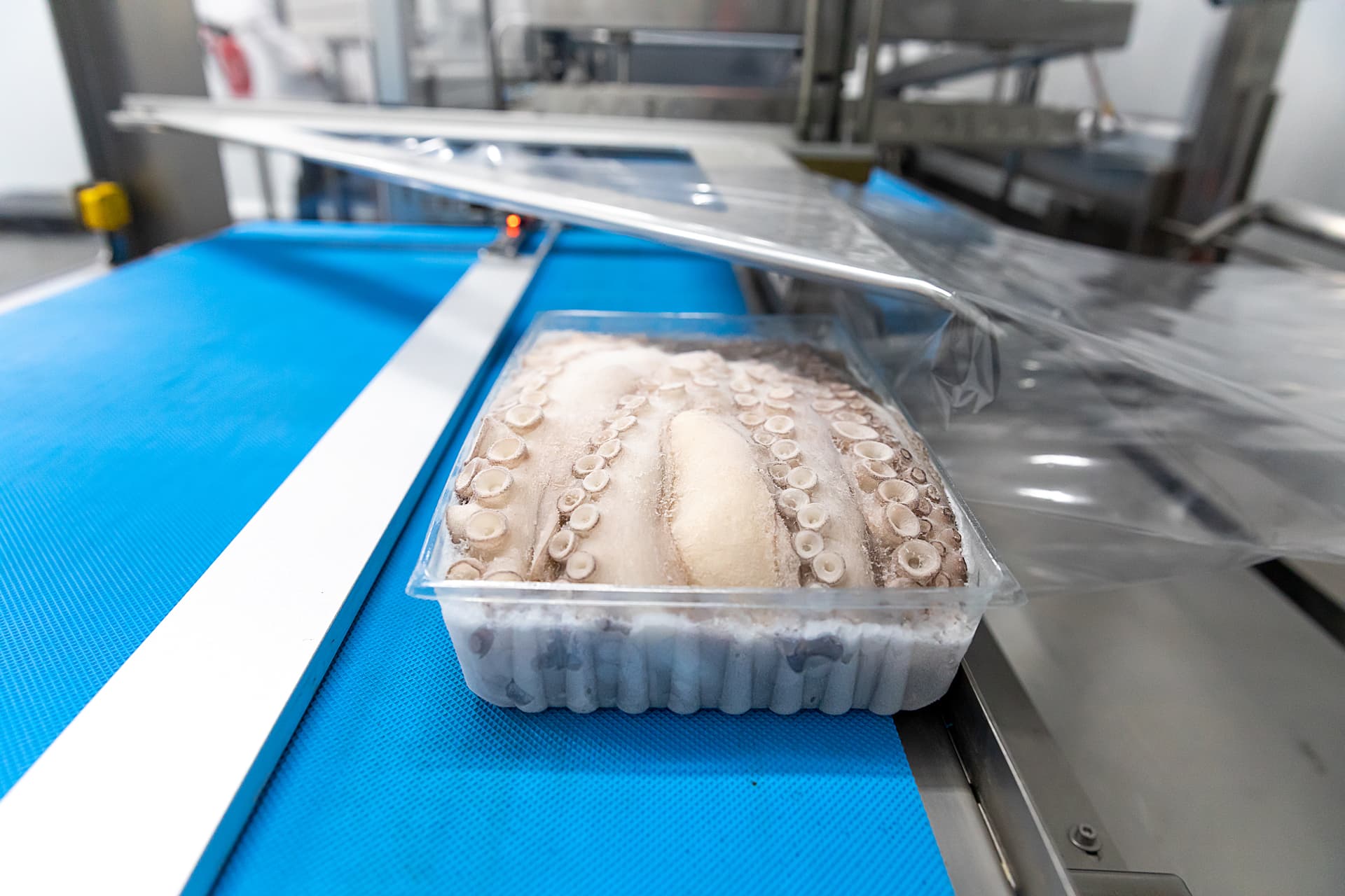 Bandeja de pulpo en cinta de máquina termoformadora durante el sellado