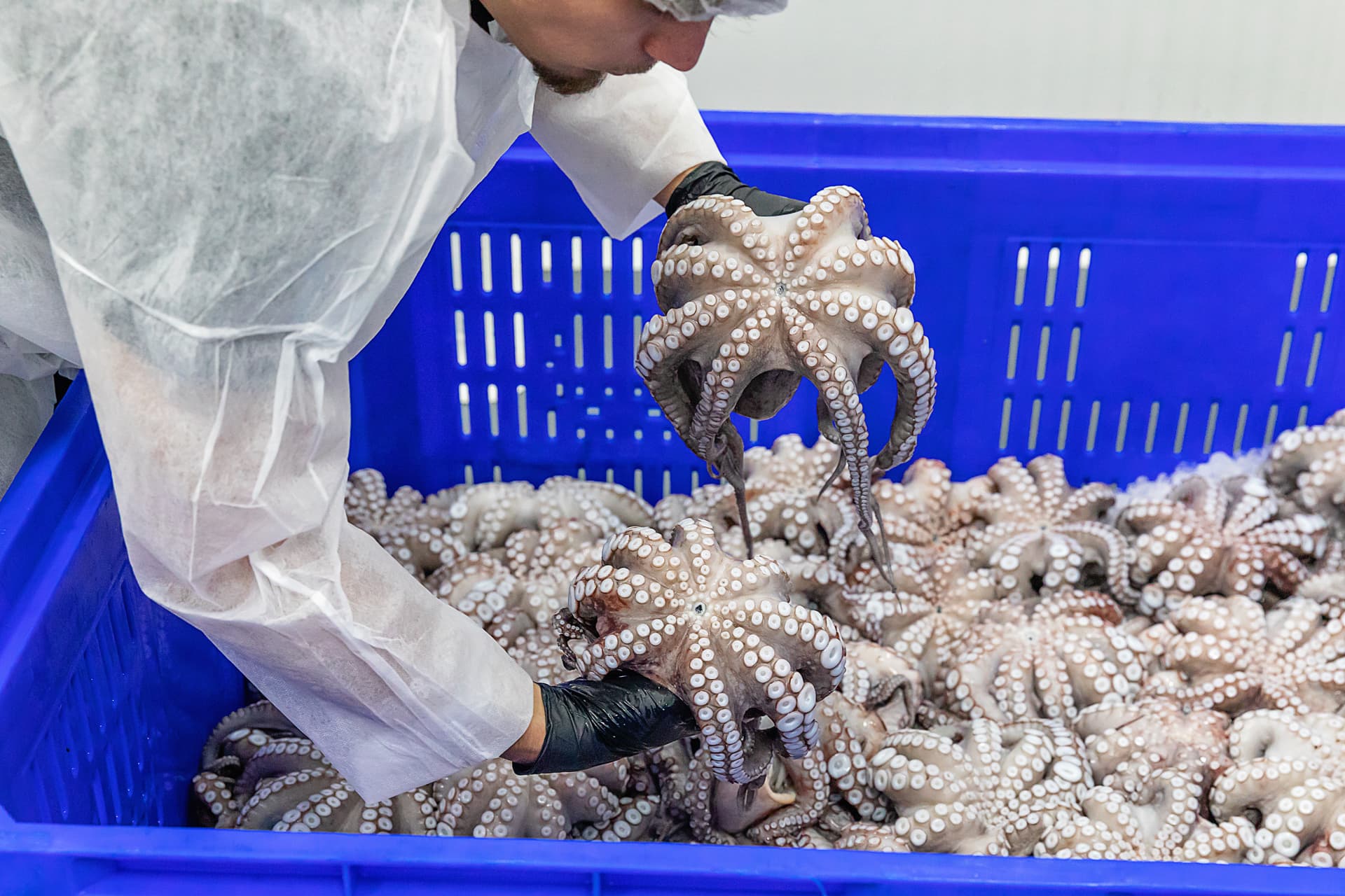 Operario inspeccionando pulpo en bandeja azul tras el batido