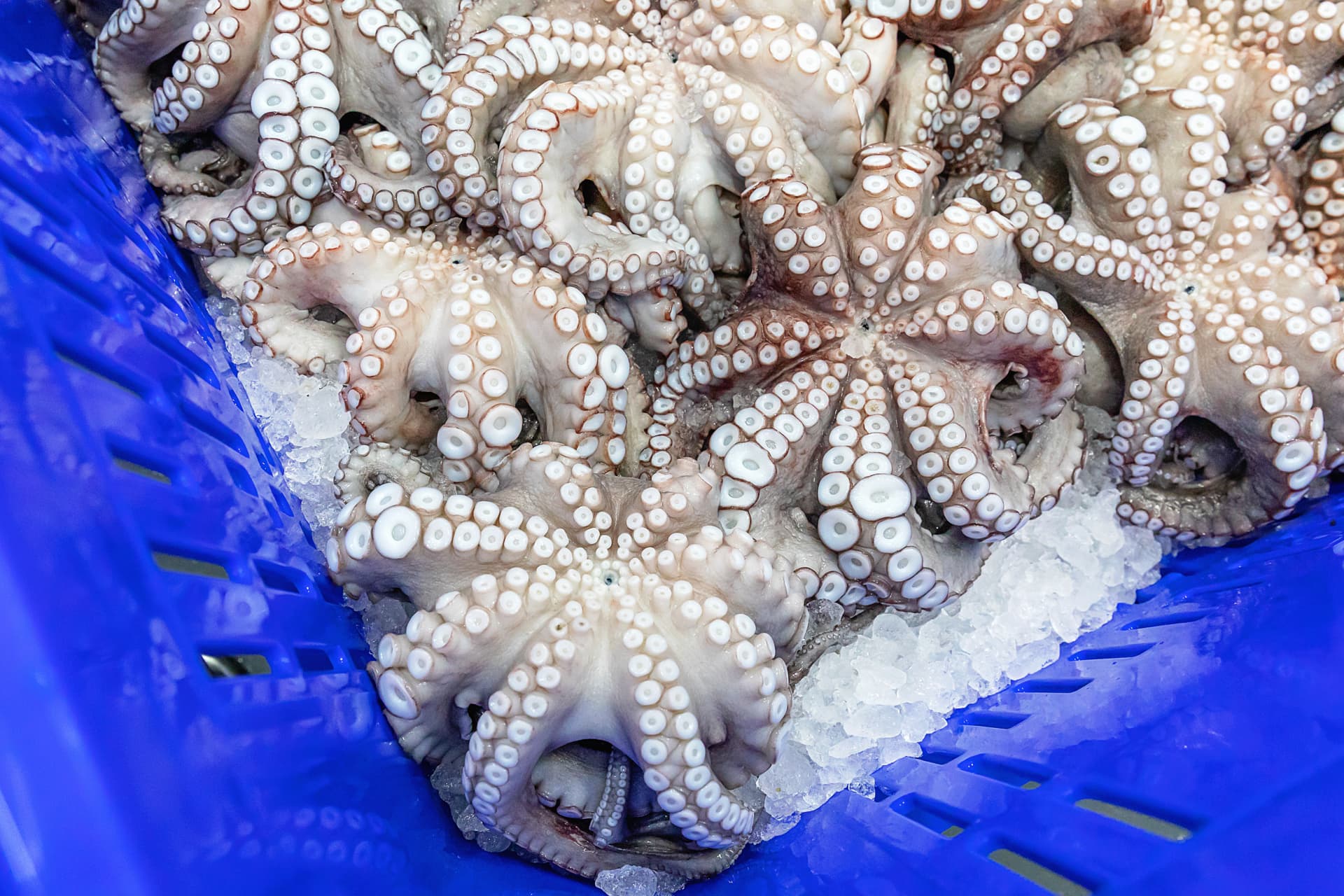 Pulpos frescos en bandeja azul con hielo listos para procesado