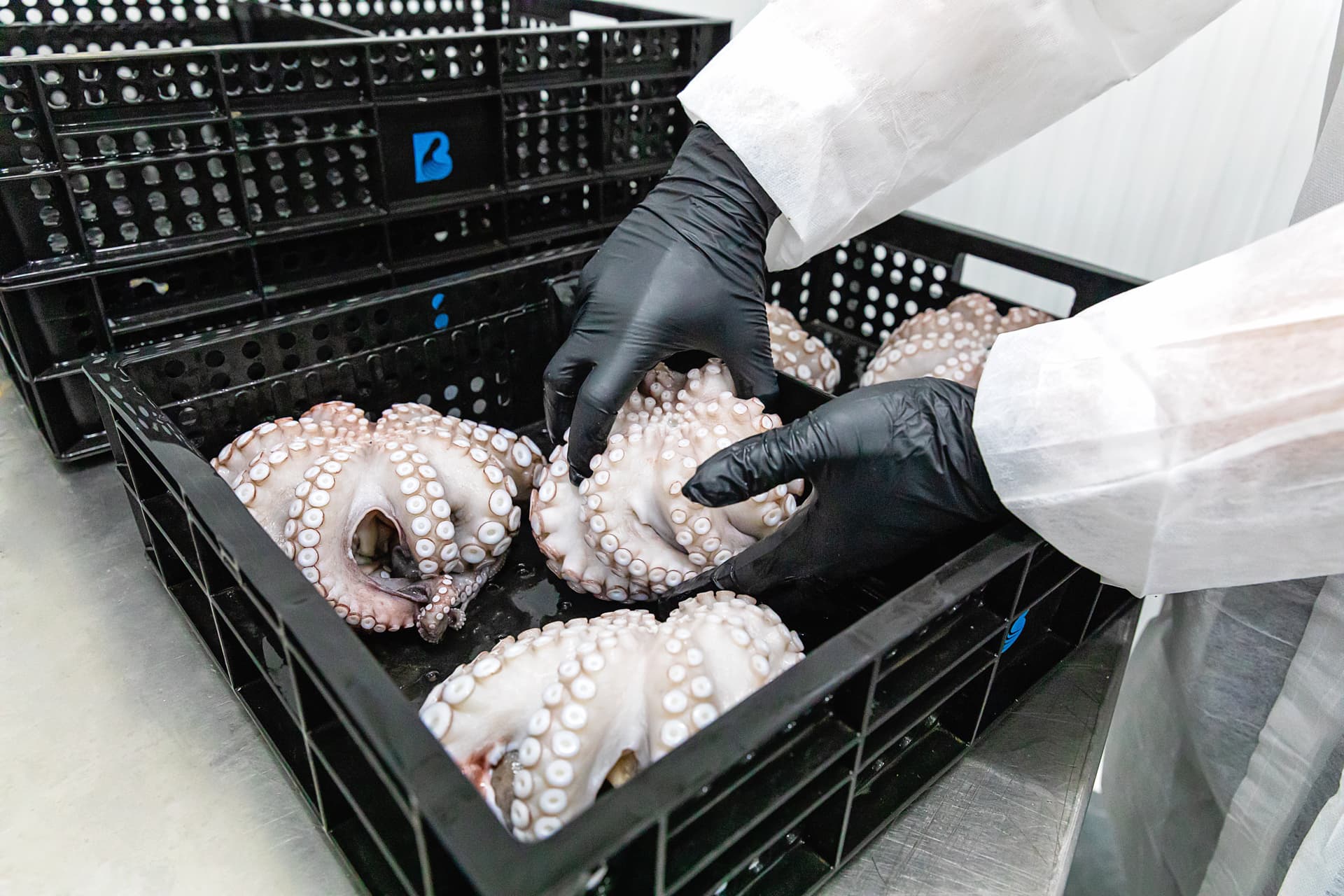 Operario clasificando pulpos elaborados en bandeja negra
