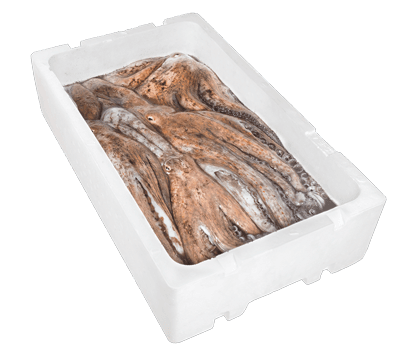 Pulpo fresco eviscerado