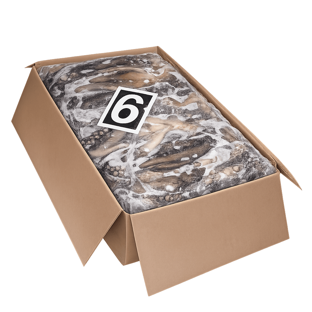 Pulpo origen Isla Cristina